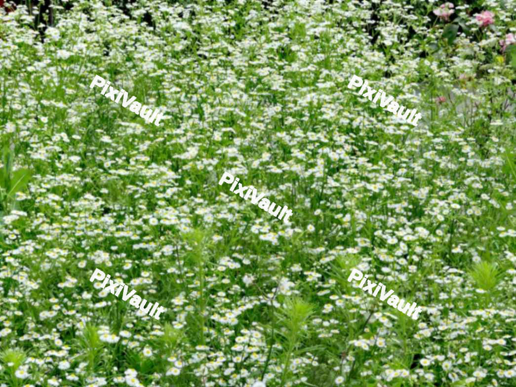 Daisy Flowers in a field